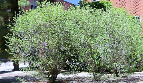 Cercis canadensis subsp. mexicana: Mexican Redbud