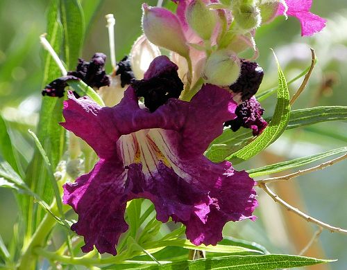 Chilopsis linearis: Desert Willow - maroon flowers