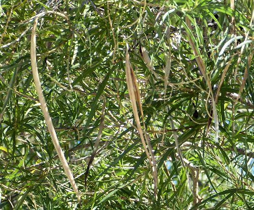 Chilopsis linearis: Desert Willow - seed pods