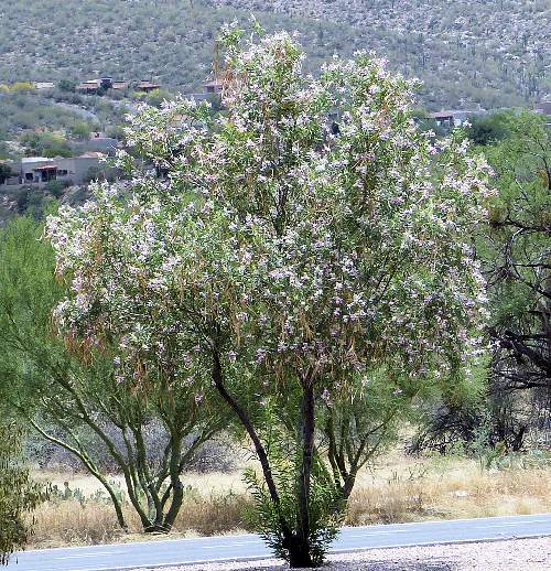 Chilopsis linearis: Desert Willow tree