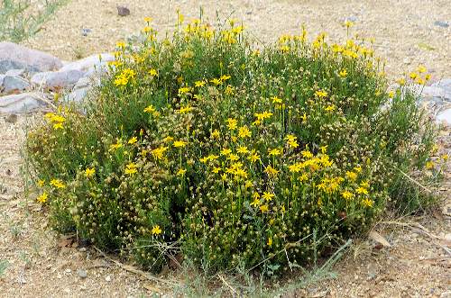 Chrysactinia mexicana: Damianita - in summer