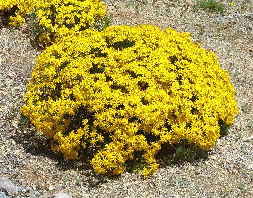 Chrysactinia mexicana: Damianita - in bloom