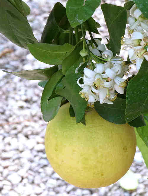 Grapefruit: Citrus aurantium - flowers and fruit