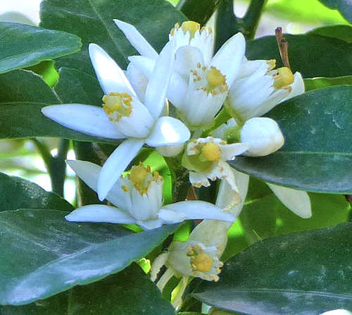 Mandarin Orange / Tangerine: Citrus aurantium - flowers