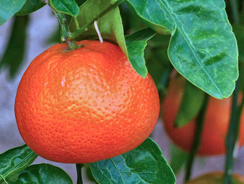 Mandarin Orange / Tangerine: Citrus aurantium - fruit