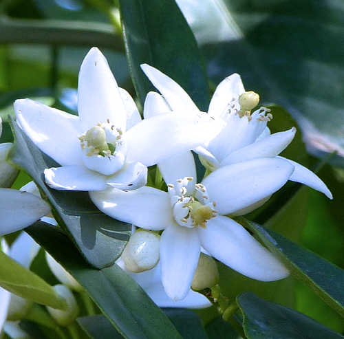 Sweet Orange: Citrus aurantium - flowers