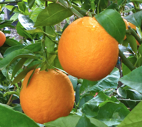 Sweet Orange: Citrus aurantium - fruit