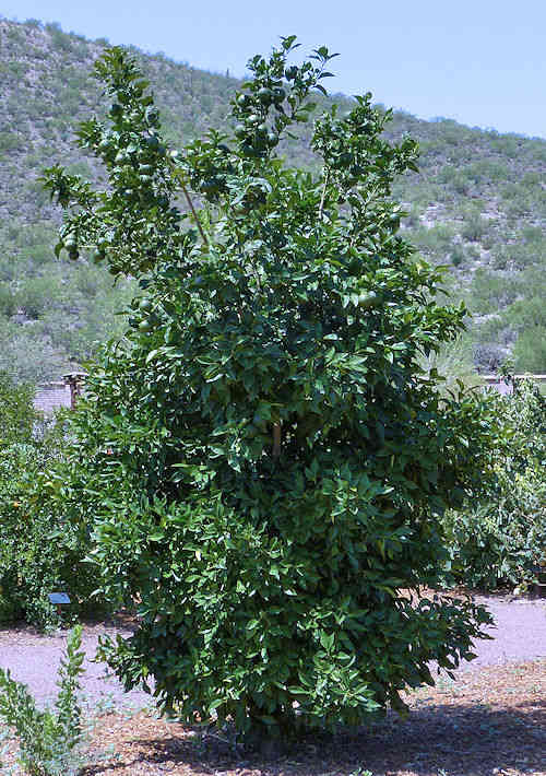 Sweet Orange: Citrus aurantium