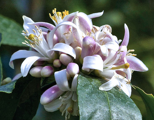 Lemon: Citrus x limon meyer - flowers