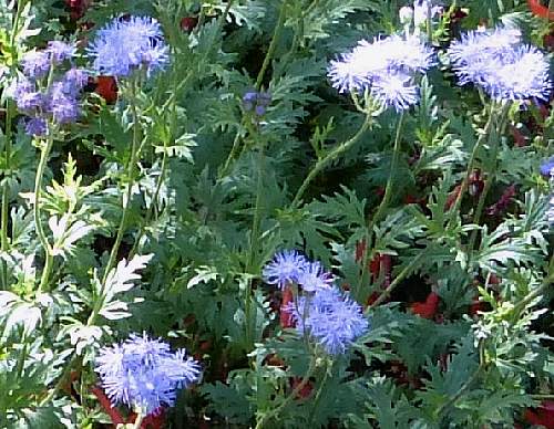 Conoclinium greggii: Gregg's Mistflower