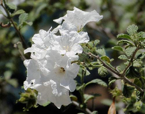 Cordia parvifolia: Little Leaf Cordia - flowers