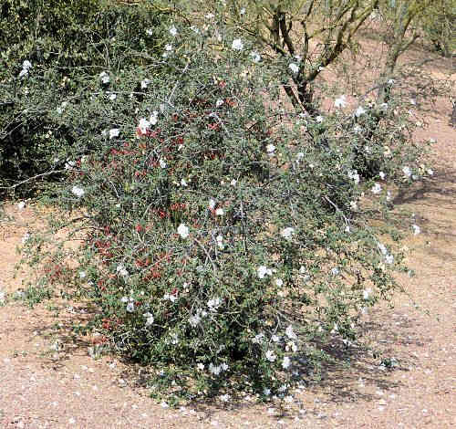 Cordia parvifolia: Little Leaf Cordia