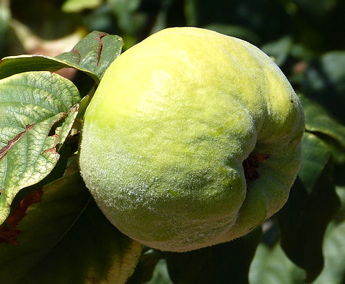 Quince: Cydonia oblonga - mature fruit