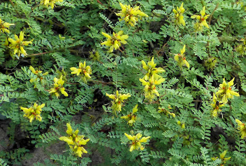 Dalea capitata: Lemon Dalea