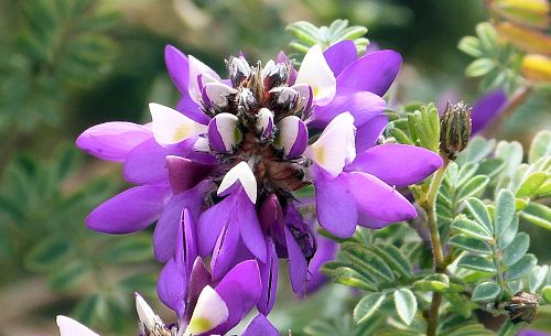 Dalea frutescens: Black Dalea - flowers
