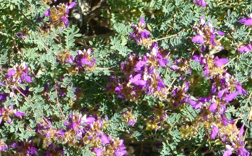 Dalea frutescens: Black Dalea - flowers