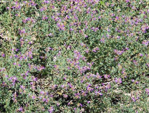 Dalea frutescens: Black Dalea