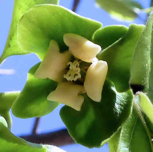 Asian Persimmon: Diospyros kaki - flower