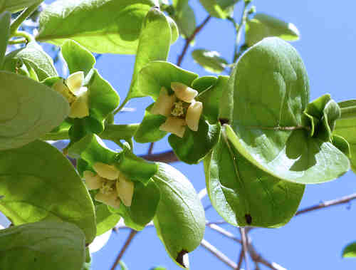 Asian Persimmon: Diospyros kaki - leaves