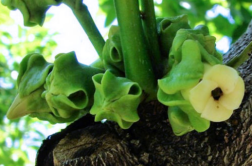 Tatiana Gerus from Brisbane, Australia, CC BY 2.0 via Wikimedia Commons