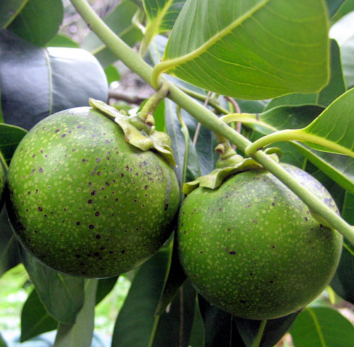 Yonathan Galler, Public domain, via Wikimedia Commons