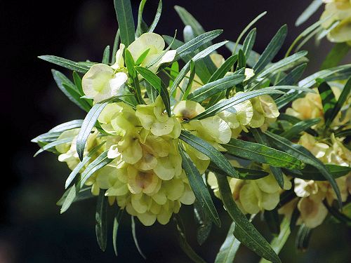 Dodonaea viscosa: Hopbush - seed capsules