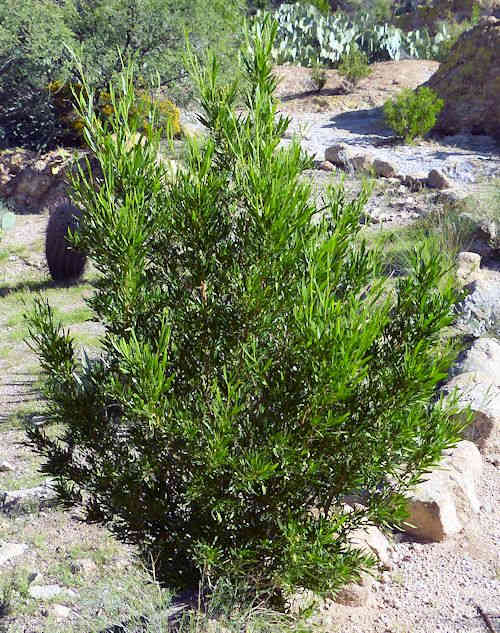 Dodonaea viscosa: Hopbush