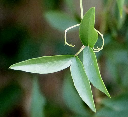 Dolichandra unguis-cati: Cats Claw Vine - tendrils