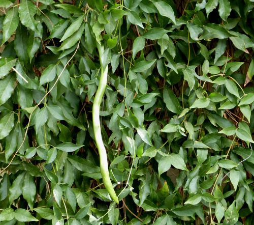 Dolichandra unguis-cati: Cats Claw Vine