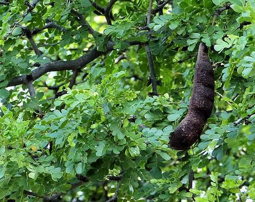 Ebenopsis ebano: Texas Ebony - seed pod