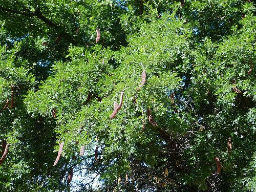 Ebenopsis ebano: Texas Ebony - seed pods