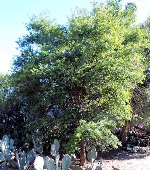 Ebenopsis ebano: Texas Ebony
