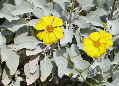 Encelia farinosa: Brittlebush - flowers