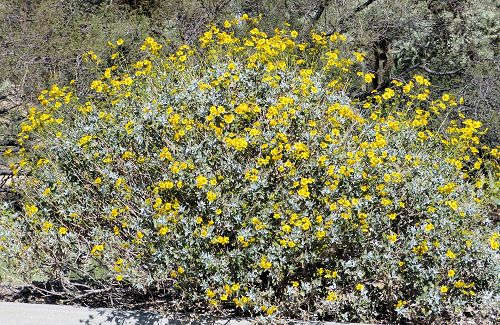 Encelia farinosa: Brittlebush