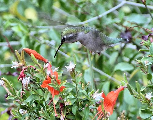 Epilobium canum: California Fuchsia - with hummingbird