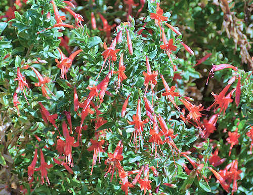 Epilobium canum: California Fuchsia