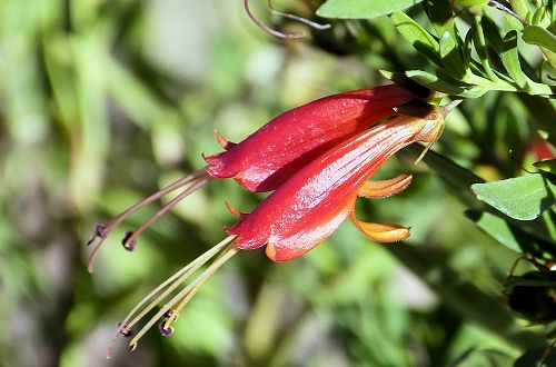 Eremophila glabra: Emu Bush - flower