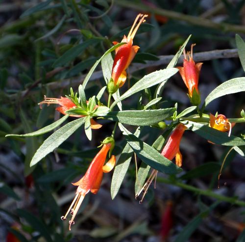 Eremophila glabra: Emu Bush - flowers
