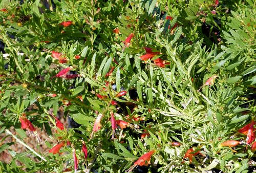 Eremophila glabra: Emu Bush