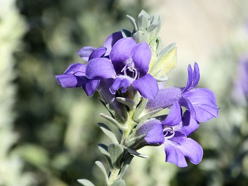 Eremophila hygrophana: Blue Bells - flower