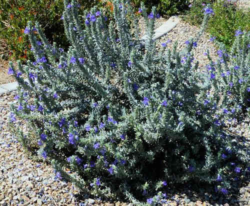 Eremophila hygrophana: Blue Bells