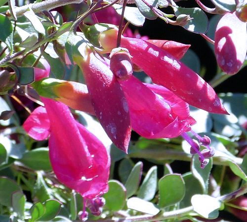 Eremophila maculata: Spotted Emu Bush - flowers