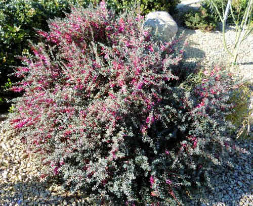 Eremophila maculata: Spotted Emu Bush