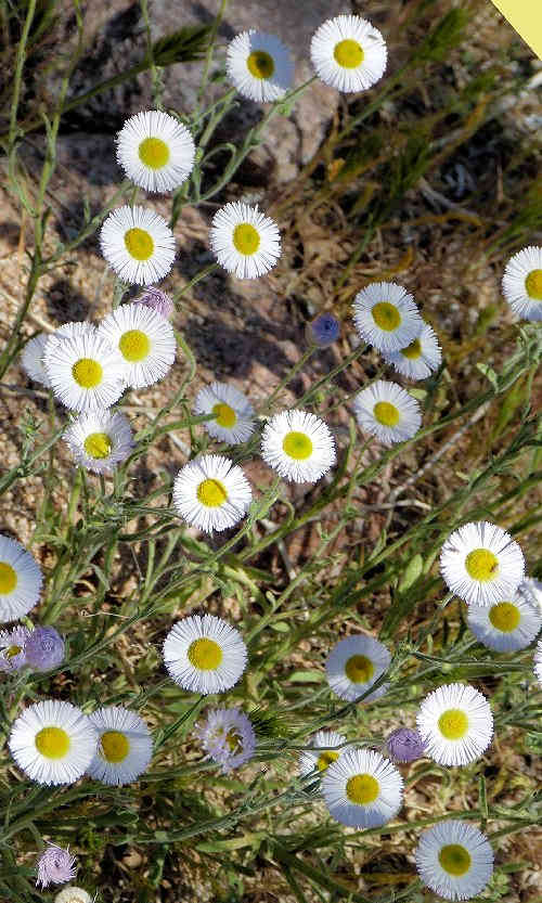 Erigeron divergens: Spreading Fleabane