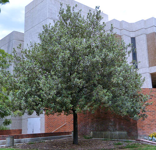 Loquat: Eriobotrya japonica