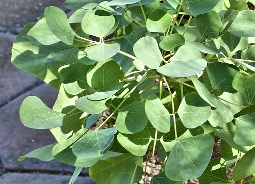 Erythrina flabelliformis: Coralbean - leaves