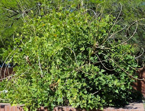 Erythrina flabelliformis: Coralbean