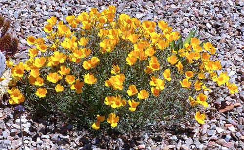 Eschscholzia californica: California Poppy