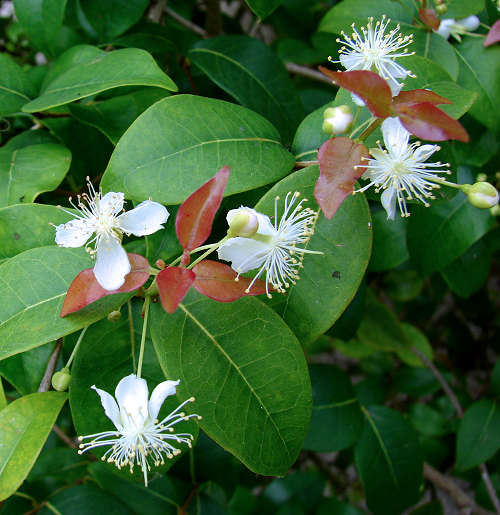 Eugenia brasiliensis flowers. Photo by Forest & Kim Starr