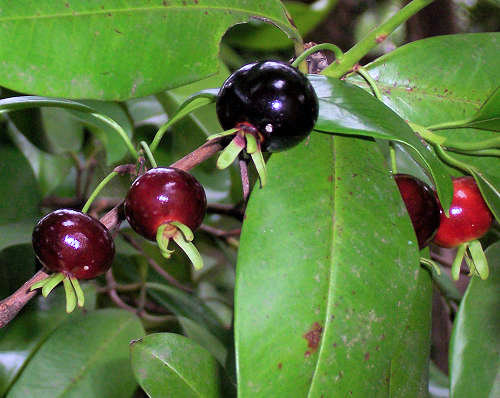 B.navez own work assumed (based on copyright claims), CC BY-SA 3.0, httpscommons.wikimedia.orgwinde